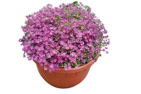 عروس گلها