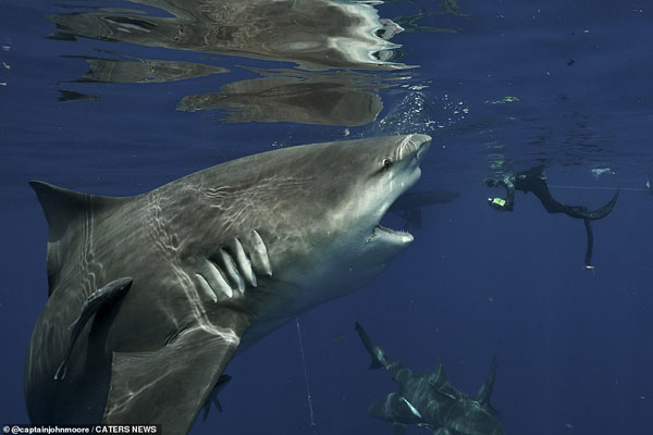 این فیل را صاعقه کشت / چشم در چشم با یک کوسه خوفناک و غول پیکر (گزارش تصویری) این فیل را صاعقه کشت / چشم در چشم با یک کوسه خوفناک و غول پیکر (گزارش تصویری)