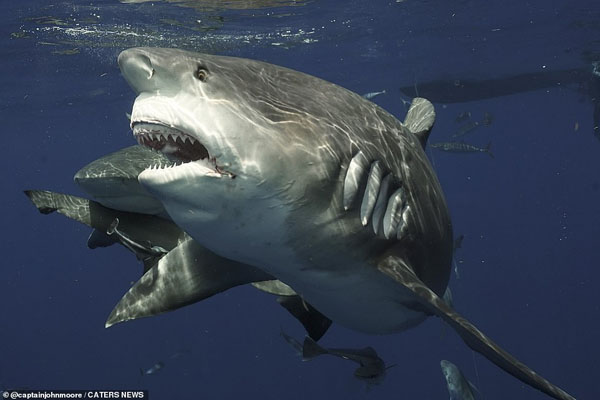 این فیل را صاعقه کشت / چشم در چشم با یک کوسه خوفناک و غول پیکر (گزارش تصویری) این فیل را صاعقه کشت / چشم در چشم با یک کوسه خوفناک و غول پیکر (گزارش تصویری)