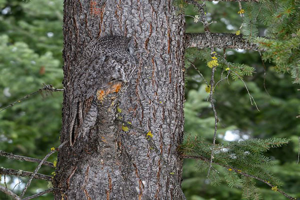این فیل را صاعقه کشت / چشم در چشم با یک کوسه خوفناک و غول پیکر (گزارش تصویری) این فیل را صاعقه کشت / چشم در چشم با یک کوسه خوفناک و غول پیکر (گزارش تصویری)