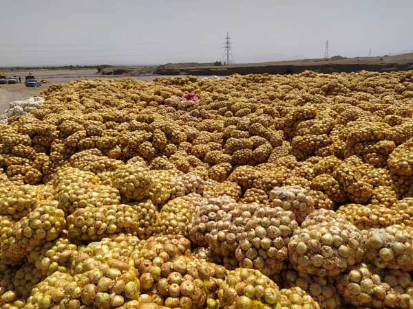 جزییات پیازهای دپو شده در محل روستای سرراس منوجان (+تصاویر)