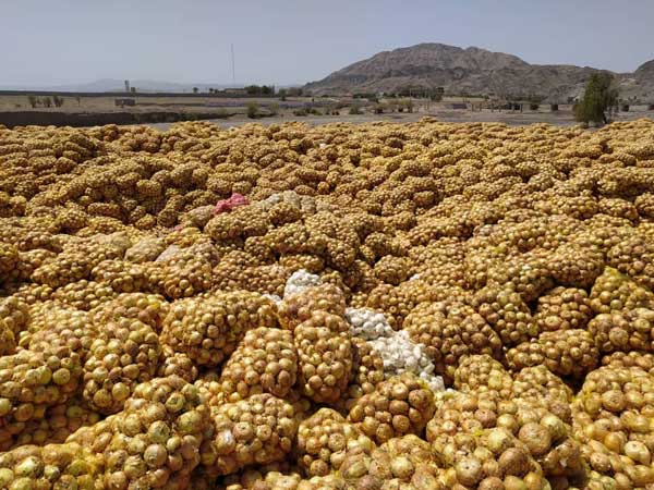 جزییات پیازهای دپو شده در محل روستای سرراس منوجان (+تصاویر)