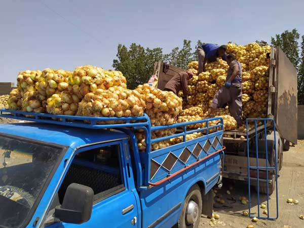 جزییات پیازهای دپو شده در محل روستای سرراس منوجان (+تصاویر)