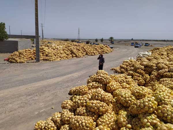 جزییات پیازهای دپو شده در محل روستای سرراس منوجان (+تصاویر)