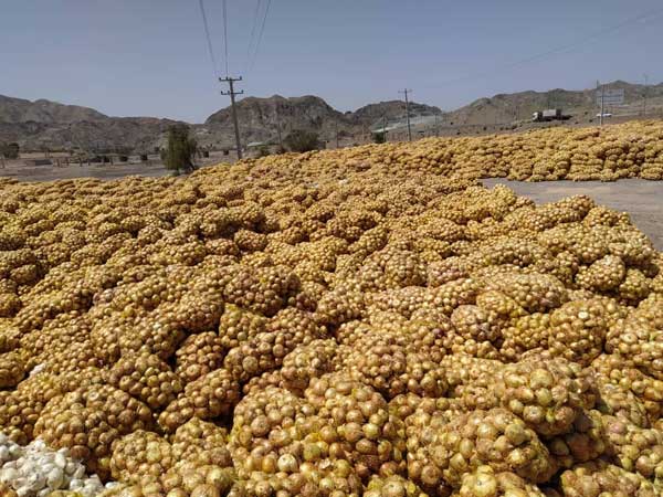 جزییات پیازهای دپو شده در محل روستای سرراس منوجان (+تصاویر)