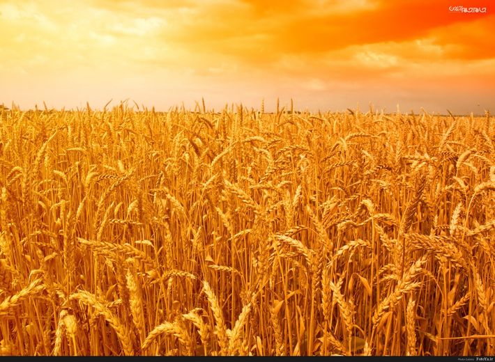 معاون بهبود تولیدات گیاهی سازمان جهاد کشاورزی استان اردبیل اعلام کرد: بر اساس براورد‌های کارشناسی پیش بینی می‌شود که تولید گندم در این استان به علت بروز خشکسالی کم سابقه حدود ۱۵۰ هزار تن کاهش یابد.