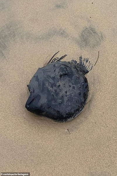 ماهی ترسناکی که به هیولا معروف است (تصاویر) ماهی ترسناکی که به هیولا معروف است (تصاویر)