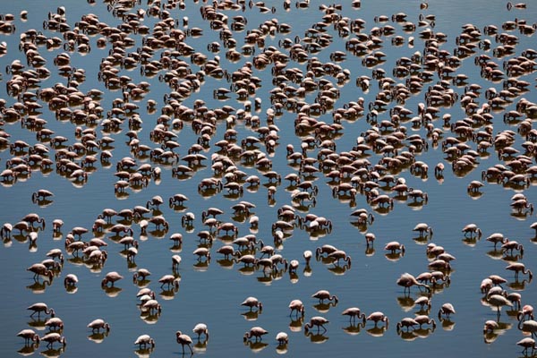 تصاویر برگزیده حیات وحش در هفته اخیر (گزارش تصویری) تصاویر برگزیده حیات وحش در هفته اخیر (گزارش تصویری)