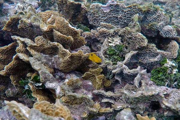 تصاویر برگزیده حیات وحش در هفته اخیر (گزارش تصویری) تصاویر برگزیده حیات وحش در هفته اخیر (گزارش تصویری)