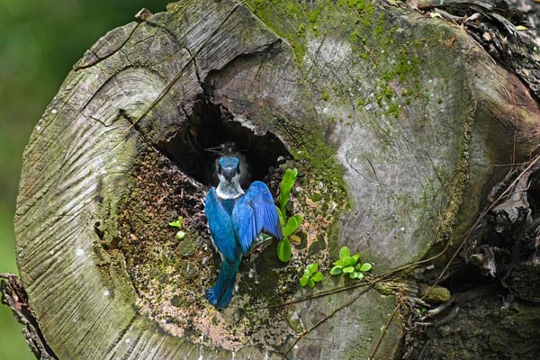 تصاویر برگزیده حیات وحش در هفته اخیر (گزارش تصویری) تصاویر برگزیده حیات وحش در هفته اخیر (گزارش تصویری)