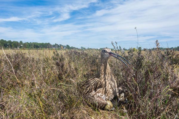 تصاویر برگزیده حیات وحش در هفته اخیر (گزارش تصویری) تصاویر برگزیده حیات وحش در هفته اخیر (گزارش تصویری)