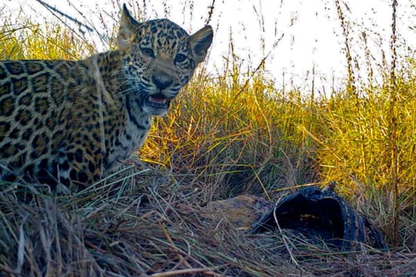 تصاویر برگزیده حیات وحش در هفته اخیر (گزارش تصویری) تصاویر برگزیده حیات وحش در هفته اخیر (گزارش تصویری)