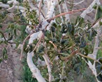 خسارت میلیاردی سرمازدگی به بخش کشاورزی شهرستان خاتم