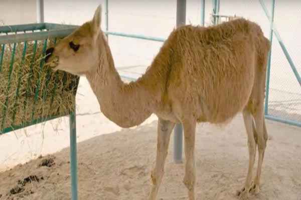 حیواناتی که به دست بشر ساخته شدند! (گزارش تصویری) حیواناتی که به دست بشر ساخته شدند! (گزارش تصویری)