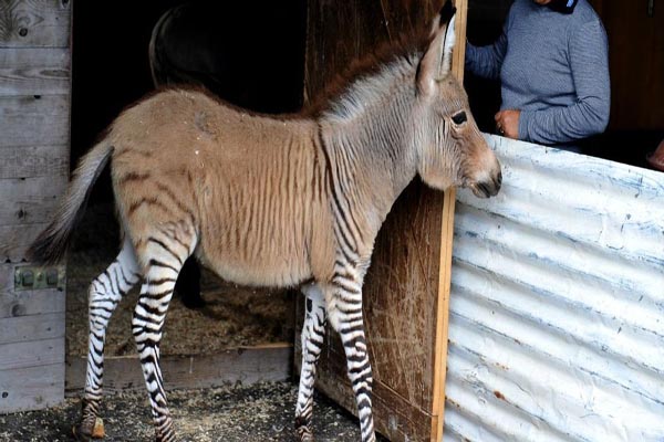 حیواناتی که به دست بشر ساخته شدند! (گزارش تصویری) حیواناتی که به دست بشر ساخته شدند! (گزارش تصویری)