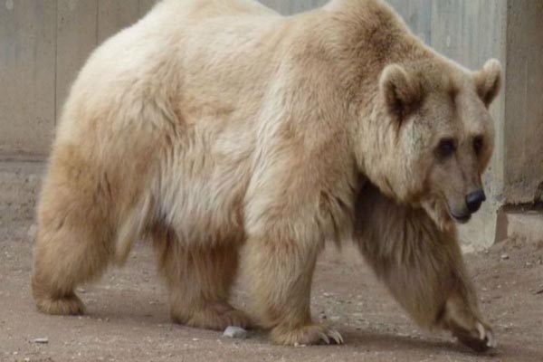 حیواناتی که به دست بشر ساخته شدند! (گزارش تصویری) حیواناتی که به دست بشر ساخته شدند! (گزارش تصویری)