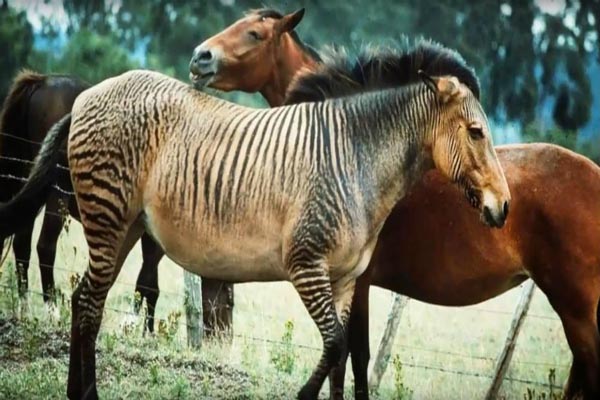 حیواناتی که به دست بشر ساخته شدند! (گزارش تصویری) حیواناتی که به دست بشر ساخته شدند! (گزارش تصویری)