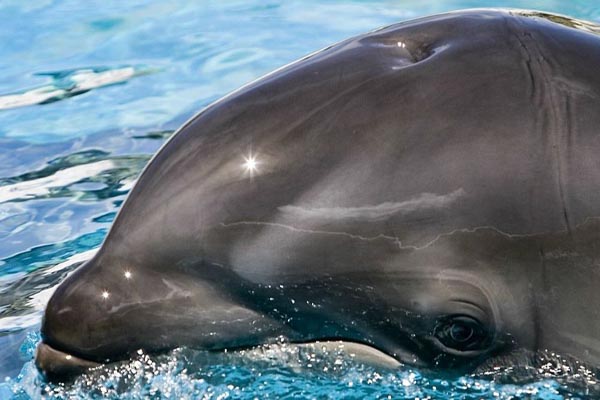 حیواناتی که به دست بشر ساخته شدند! (گزارش تصویری) حیواناتی که به دست بشر ساخته شدند! (گزارش تصویری)