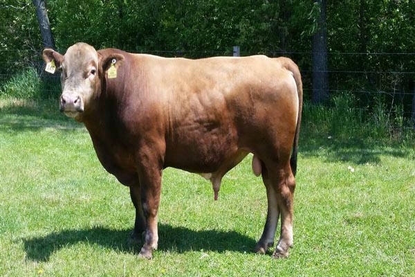 حیواناتی که به دست بشر ساخته شدند! (گزارش تصویری) حیواناتی که به دست بشر ساخته شدند! (گزارش تصویری)