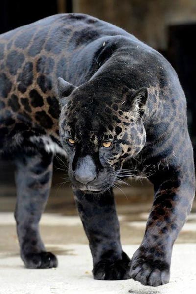 حیواناتی که به دست بشر ساخته شدند! (گزارش تصویری) حیواناتی که به دست بشر ساخته شدند! (گزارش تصویری)