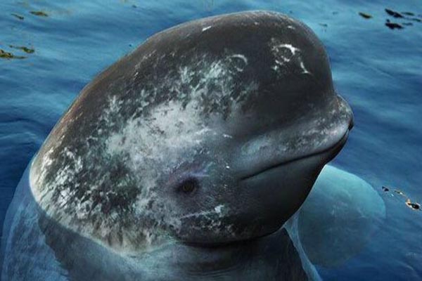 حیواناتی که به دست بشر ساخته شدند! (گزارش تصویری) حیواناتی که به دست بشر ساخته شدند! (گزارش تصویری)