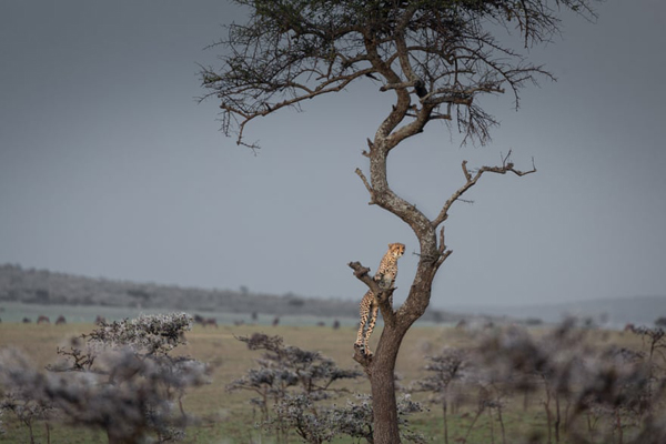 برندگان جایزه عکاسی «حفاظت از جهان» (گزارش تصویری) برندگان جایزه عکاسی «حفاظت از جهان» (گزارش تصویری)