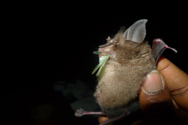 برندگان جایزه عکاسی «حفاظت از جهان» (گزارش تصویری) برندگان جایزه عکاسی «حفاظت از جهان» (گزارش تصویری)