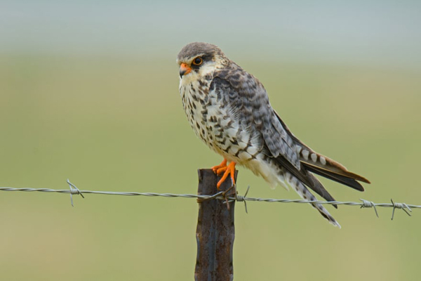 برندگان جایزه عکاسی «حفاظت از جهان» (گزارش تصویری) برندگان جایزه عکاسی «حفاظت از جهان» (گزارش تصویری)