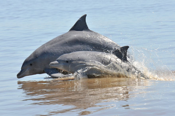برندگان جایزه عکاسی «حفاظت از جهان» (گزارش تصویری) برندگان جایزه عکاسی «حفاظت از جهان» (گزارش تصویری)