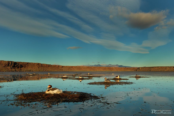 برندگان جایزه عکاسی «حفاظت از جهان» (گزارش تصویری) برندگان جایزه عکاسی «حفاظت از جهان» (گزارش تصویری)
