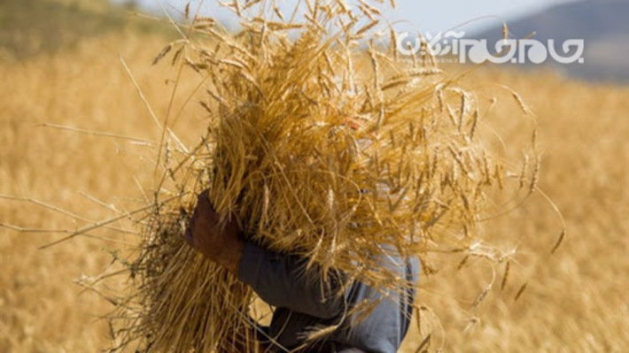 برداشت گندم در منطقه مغان آغاز شد.
