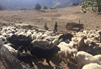 آغاز واکسیناسیون دامهای عشایر دره شهر