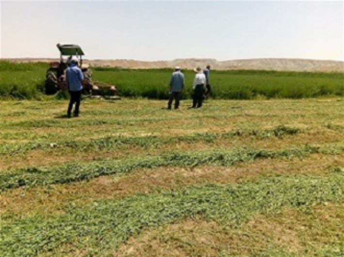 کارشناسان جهاد کشاورزی پیش بینی می‌کنند در چین اول حدود ۱۴ هزار تن علوفه ی‌تر از مزارع شهرستان زنجان برداشت شود.