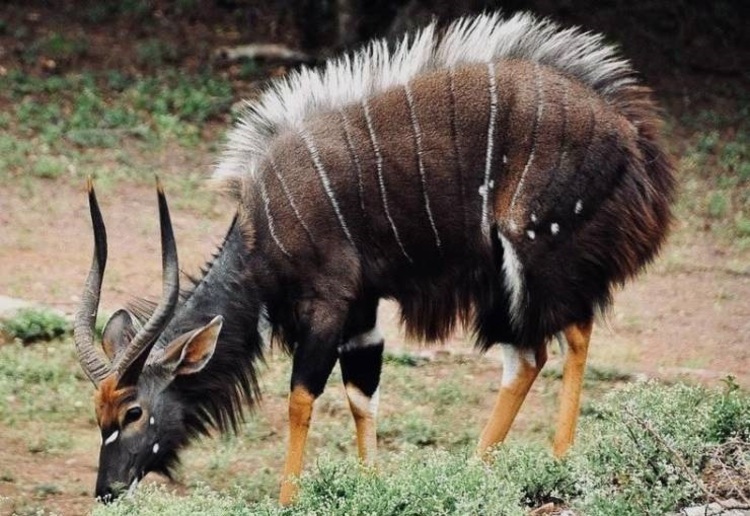 نیالا؛ حیوانی که احتمالا نمیشناسید! +عکس نیالا؛ حیوانی که احتمالا نمیشناسید! +عکس