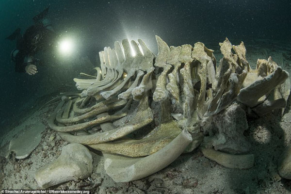 تصاویر برگزیده مسابقه روز جهانی اقیانوس (گزارش تصویری) تصاویر برگزیده مسابقه روز جهانی اقیانوس (گزارش تصویری)