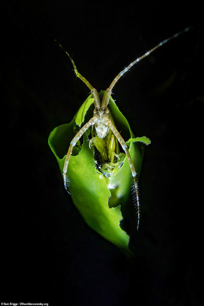 تصاویر برگزیده مسابقه روز جهانی اقیانوس (گزارش تصویری) تصاویر برگزیده مسابقه روز جهانی اقیانوس (گزارش تصویری)