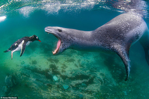 تصاویر برگزیده حیات وحش و طبیعت از یک مسابقه عکاسی (گزارش تصویری)