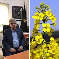 خرید دانه روغنی کلزا توسط شبکه تعاونی های روستایی استان خراسان شمالی آغاز گردید.