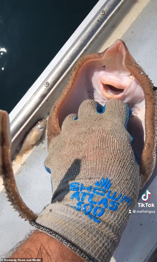 حالت جالب موجود دریایی عجیب که 100 میلیون بازدید شد (عکس) حالت جالب موجود دریایی عجیب که 100 میلیون بازدید شد (عکس)