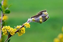 آلودگی 250 هکتار از جنگل های بلوط ولیدر به پروانه دم طلایی