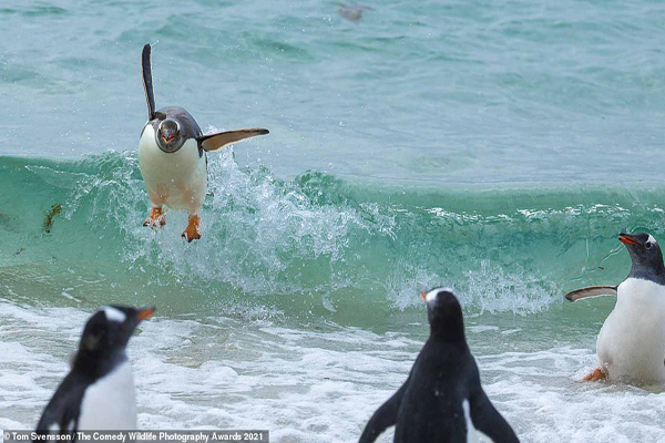 عکس های کُمِدی و خنده دار از حیات وحش (تصاویر) عکس های کُمِدی و خنده دار از حیات وحش (تصاویر)