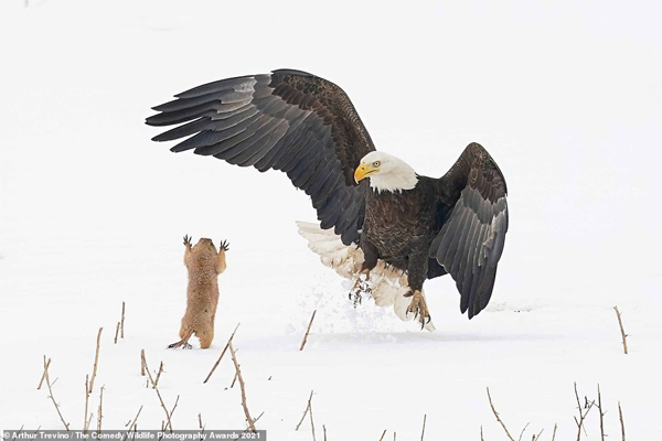 عکس های کُمِدی و خنده دار از حیات وحش (تصاویر) عکس های کُمِدی و خنده دار از حیات وحش (تصاویر)