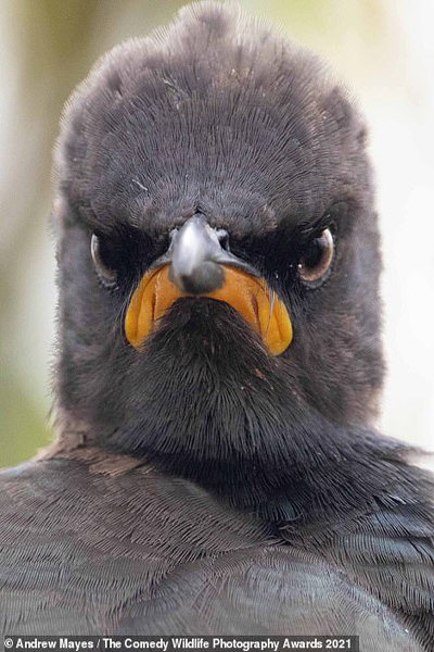 عکس های کُمِدی و خنده دار از حیات وحش (تصاویر) عکس های کُمِدی و خنده دار از حیات وحش (تصاویر)