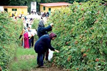 بهره برداری از نخستین طرح گردشگری کشاورزی در لرستان