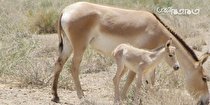 تولد نخستین کره گورخر در پارک ملی کویر مرکزی