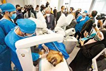 ربات جراح سینا برای کارآزمایی بالینی آماده می‌شود