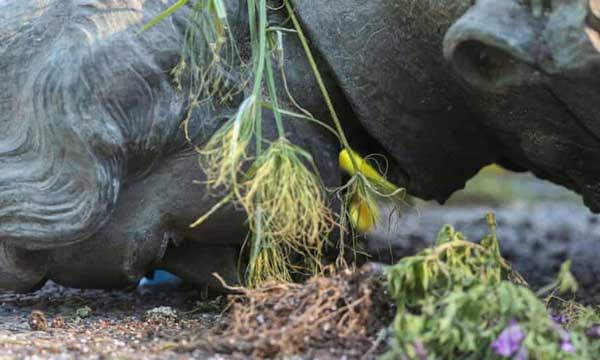 کانادایی ها مجسمه های ملکه الیزابت و ویکتوریا را سرنگون کردند (+تصاویر) کانادایی ها مجسمه های ملکه الیزابت و ویکتوریا را سرنگون کردند (+تصاویر)