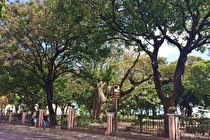 نقش کلیدی درختان سبز در خنک شدن هوای تابستان