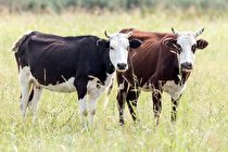 معده گاو پلاستیک را تجزیه می‌کند!