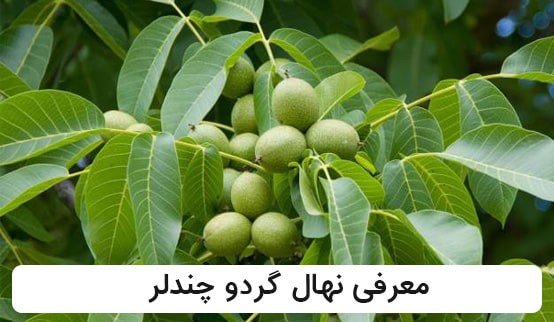 معرفی 3 رقم از نهال های گردو پر بار ایران:
